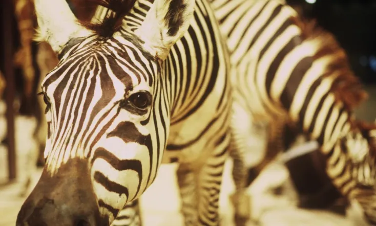 Animals and More Animals