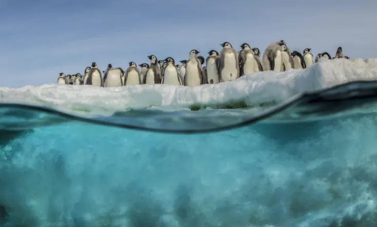 Antarctica, in the footsteps of the Emperor