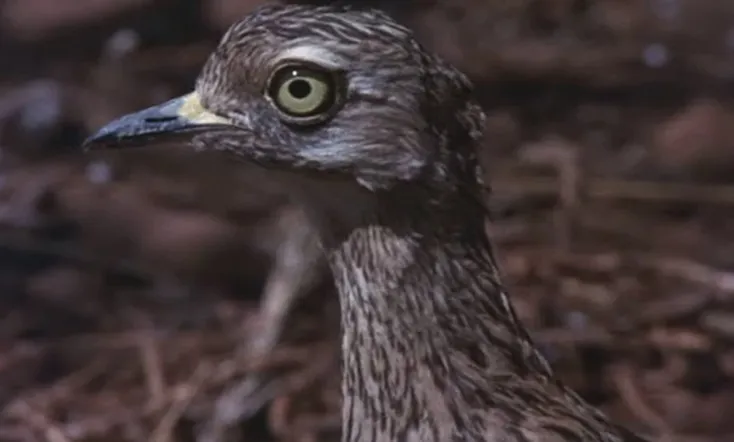 Animals Are Beautiful People