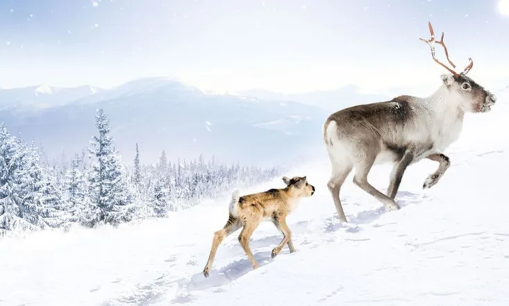 A Reindeer's Journey