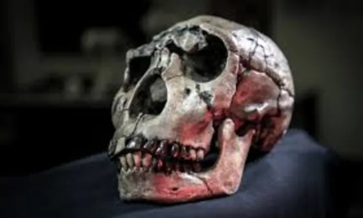 Atapuerca El Misterio De La Evolucion Humana