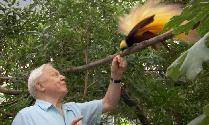 Attenborough's Paradise Birds