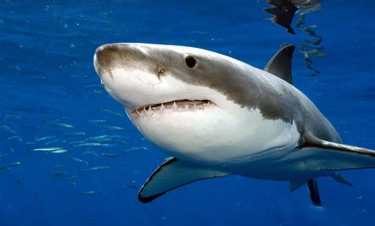 Attaques de Requins à La Réunion : L'enquête