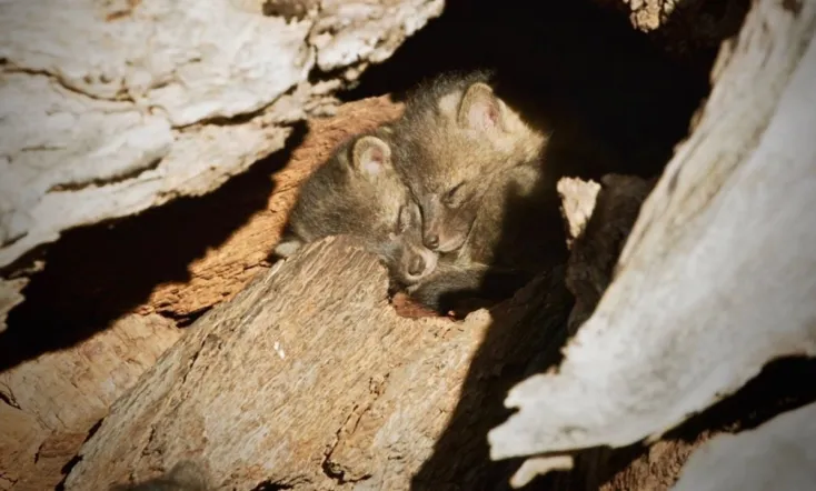 Back from the Brink: Saved From Extinction