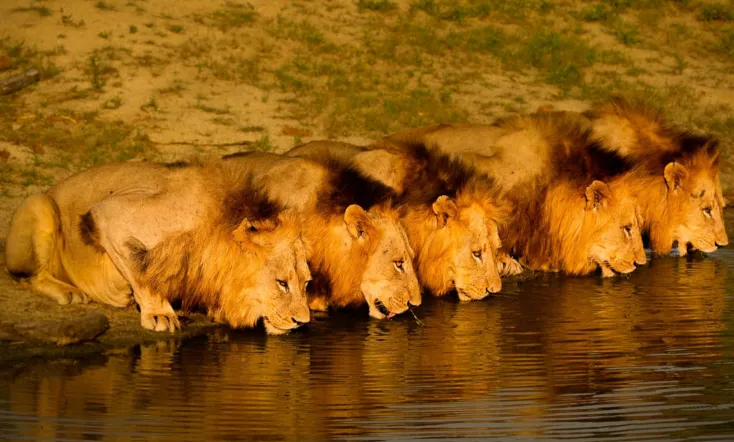 Brothers in Blood: The Lions of Sabi Sand