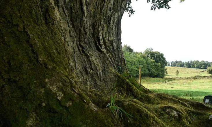 Call of the Forest: The Forgotten Wisdom of Trees