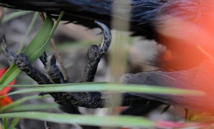 Cadaverous Sonneteer