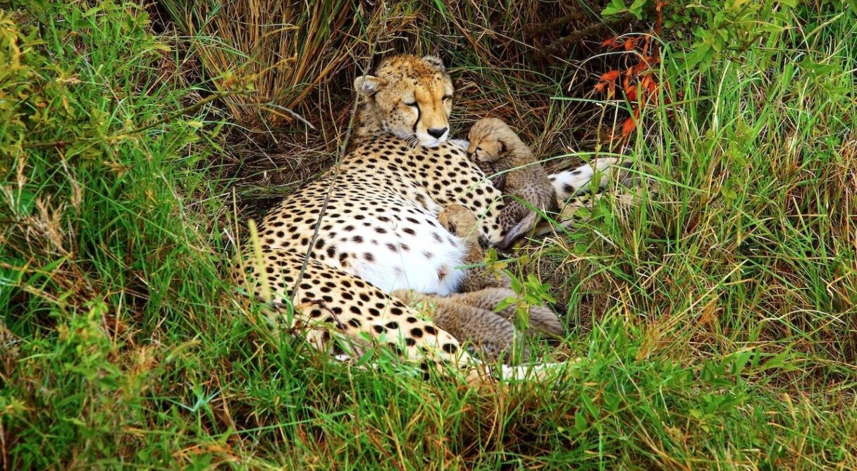 Cheetah: Fatal Instinct