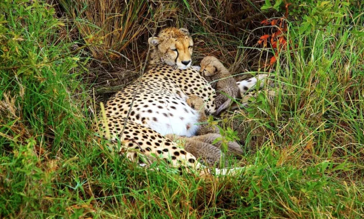 Cheetah: Fatal Instinct