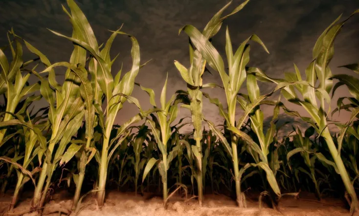 Children of the Corn: Revelation