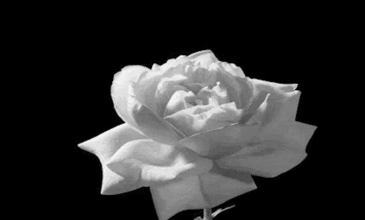 CHOI DI (or Inside an addict's psyche)