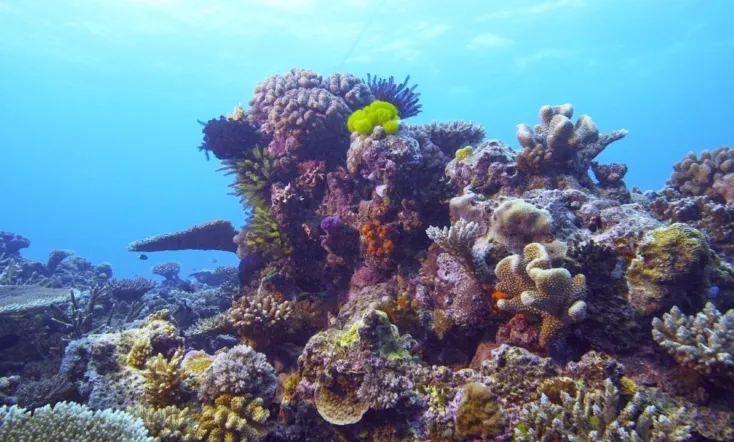 Coraux, l'ultime métamorphose