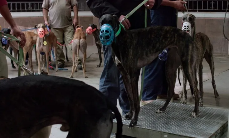 Crónica de un galgódromo