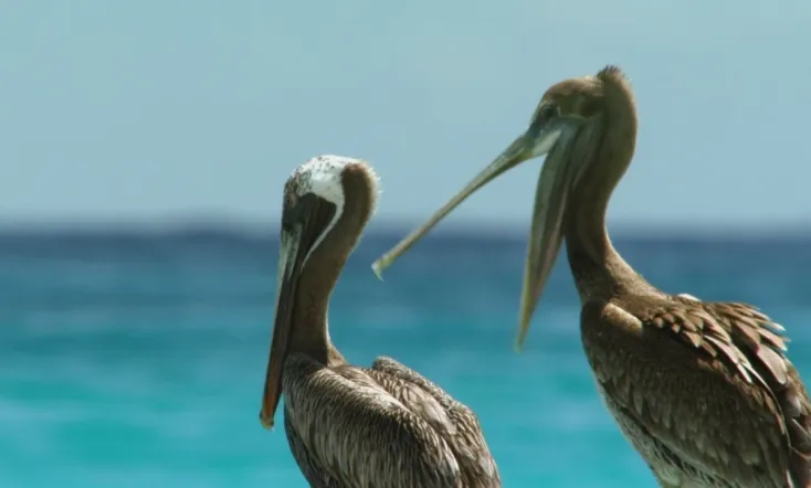 Cuba's Wild Revolution