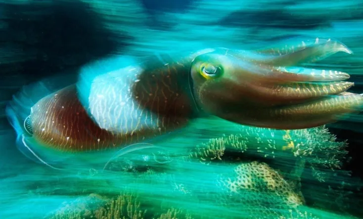 Cuttlefish: Kings of Camouflage
