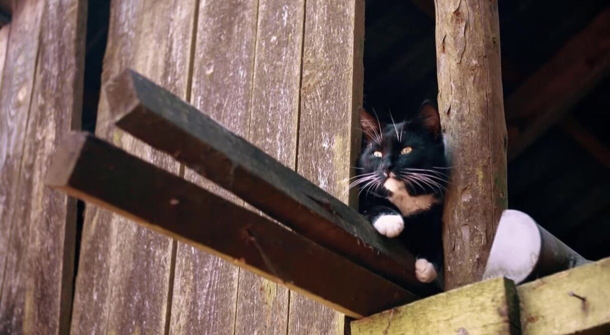 Das geheime Wesen der Katzen