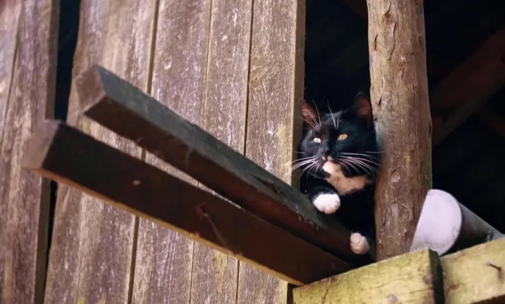 Das geheime Wesen der Katzen