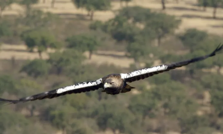 Dehesa: el bosque del lince ibérico