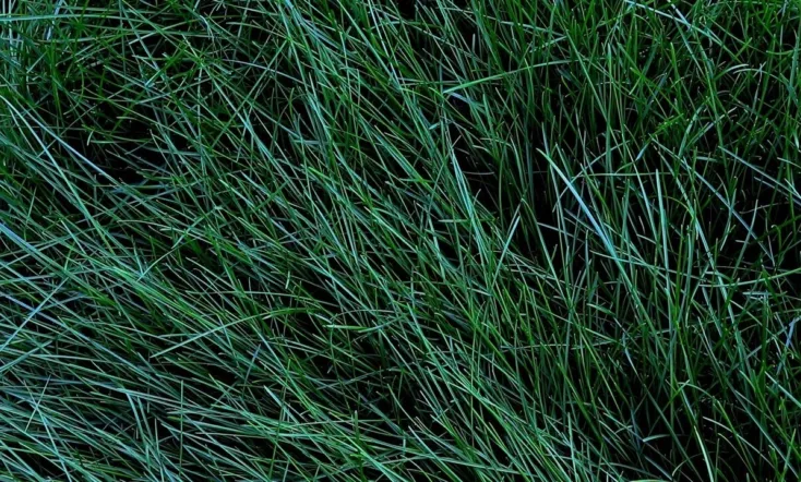 Denomination: Sorrow