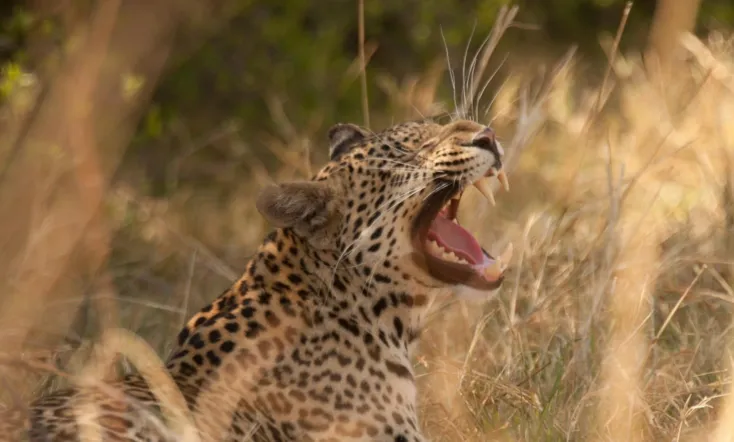 Diary of a Teen Leopard