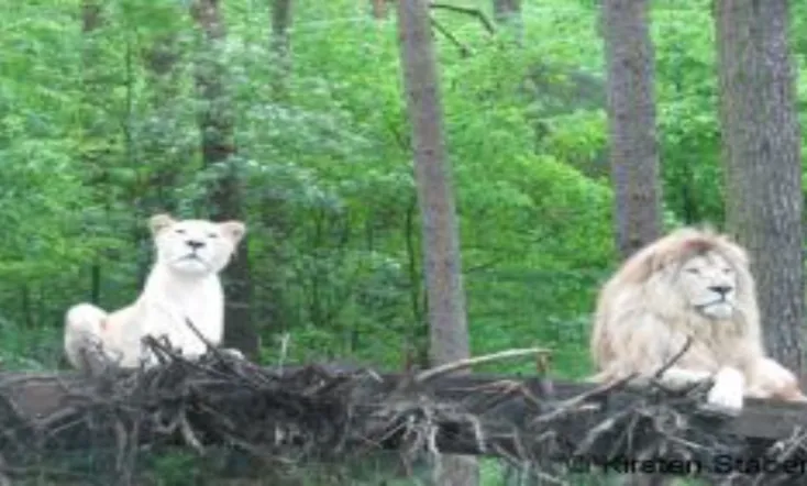 Die Weißen Löwen von Timbavati