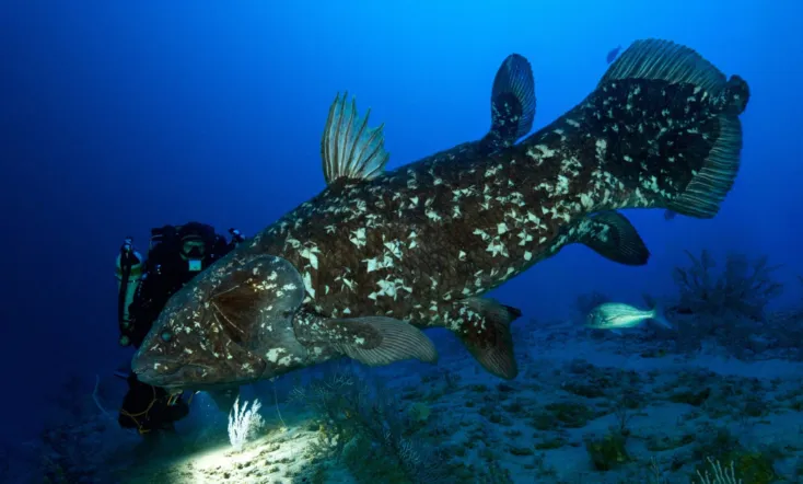 Diving with the Coelacanth