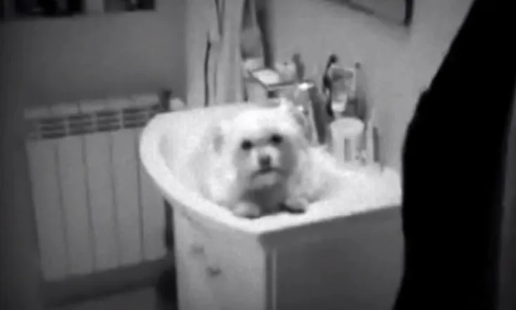 Dog in the Sink