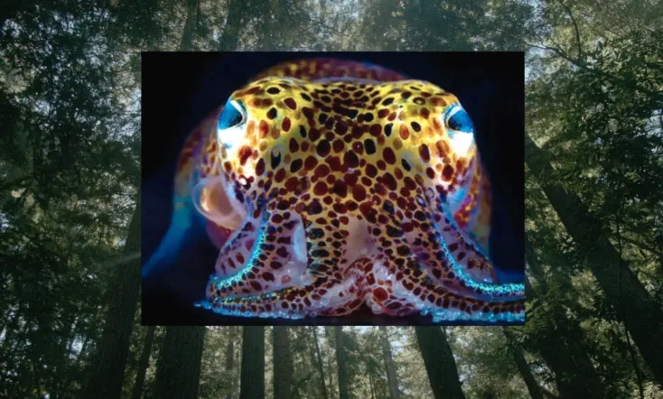 Donna Haraway: Story Telling for Earthly Survival