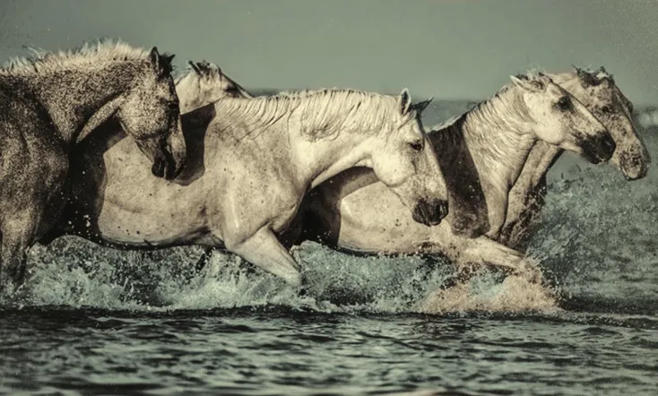 Dream of the Wild Horses