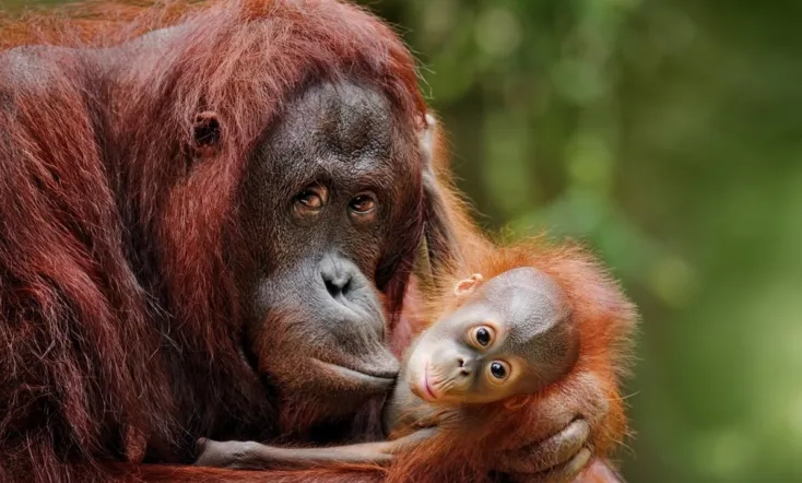 Escape from Extinction