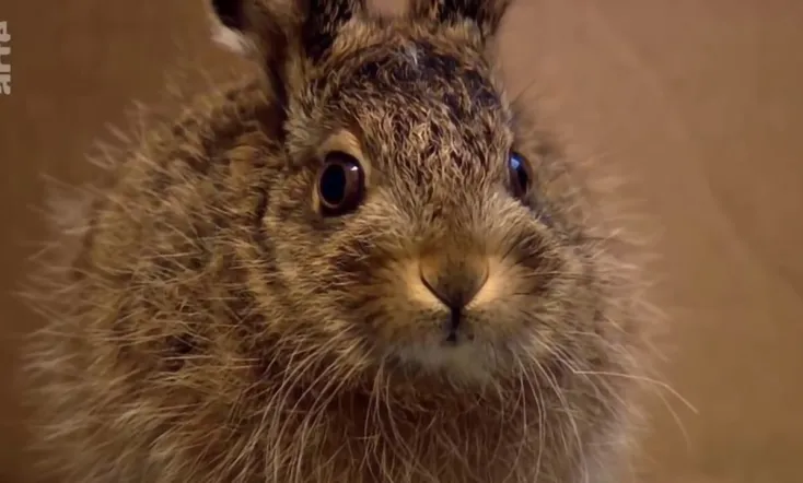 Evolution aus Menschenhand