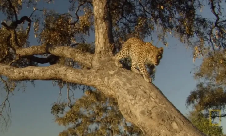 Eye of the Leopard: Revealed