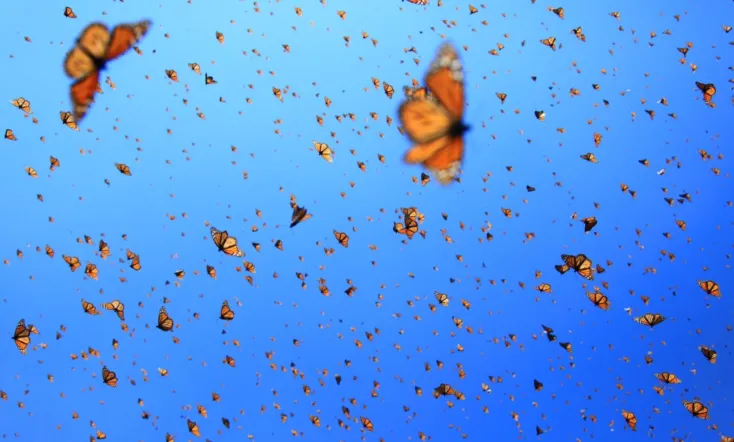 Flight of the Butterflies