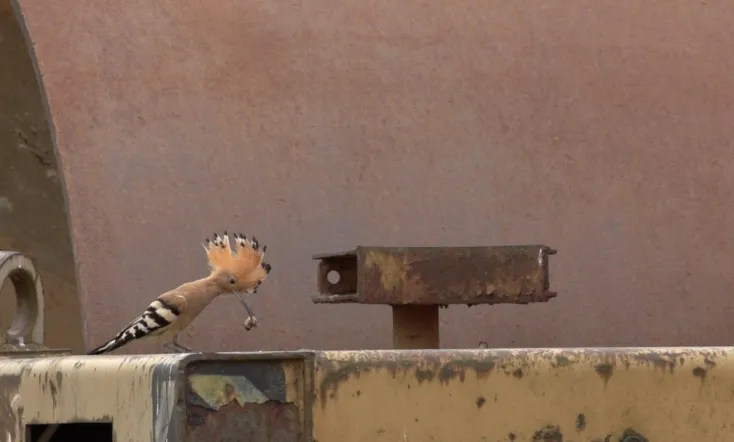 Forbidden Zone - Wildlife on the Battlefield