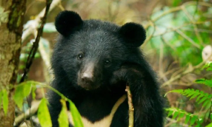 Formosan B.B. is Coming