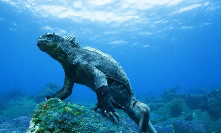 Galapagos 3D: Nature's Wonderland