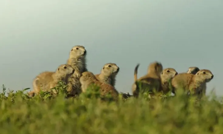 Going Nuts: Tales from the Squirrel World