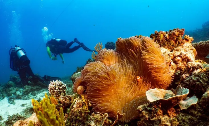 Great Barrier Reef: The Next Generation