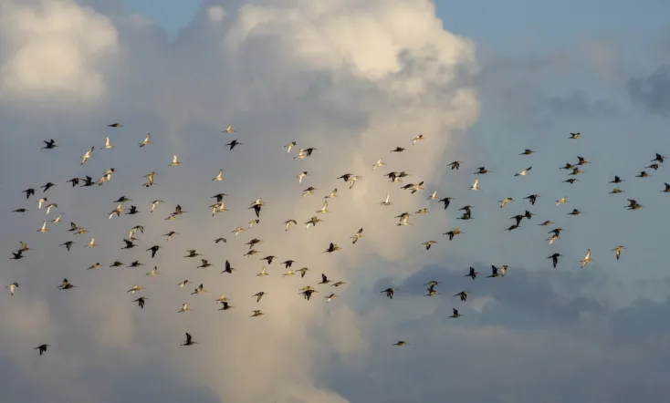 Grutto! De reis van onze nationale vogel
