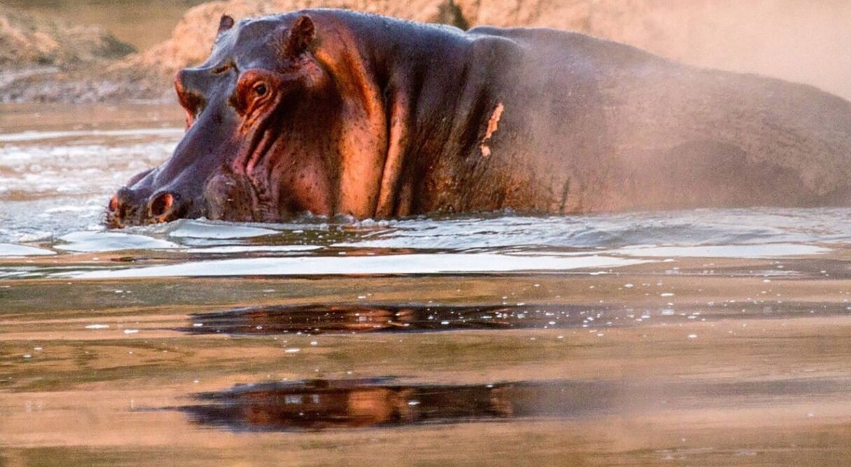 Hippos after Dark