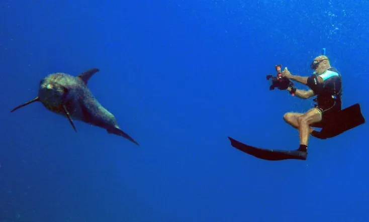 Homme et Dauphin : Mode d’emploi