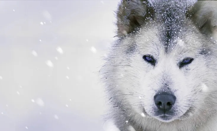 Ice Dogs: The Only Companions Worth Having