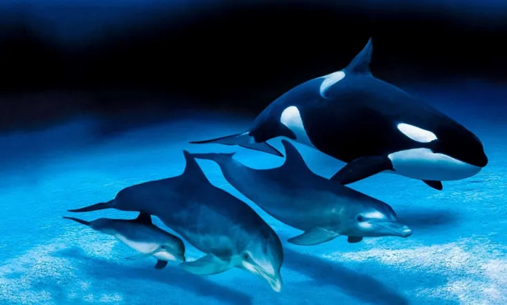 IMAX Dolphins and Whales: Tribes of the Ocean