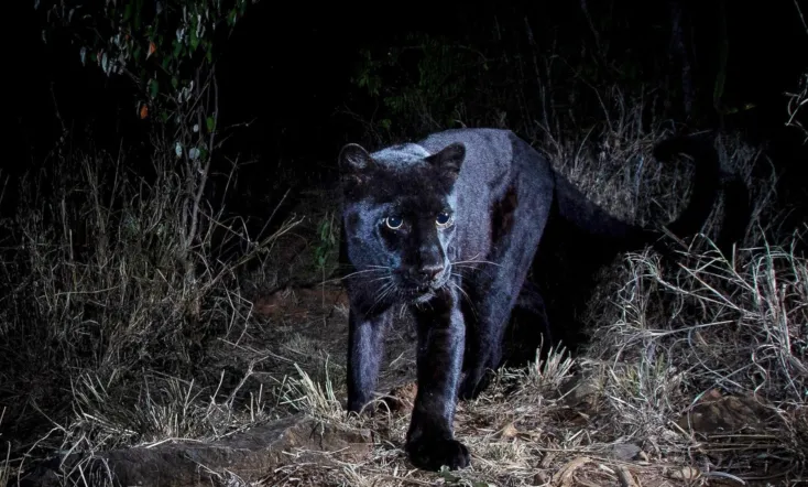 In Search Of A Legend: Black Leopard