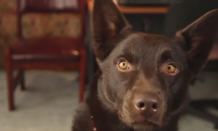 Koko: A Red Dog Story