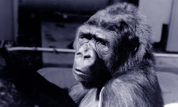 Koko: A Talking Gorilla