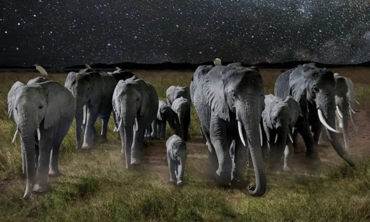 La nuit des éléphants