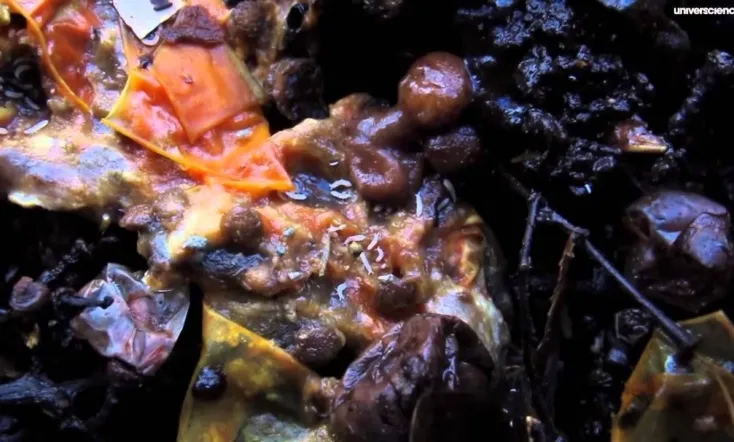 La nuit du vivant, voyage au cœur de la pourriture