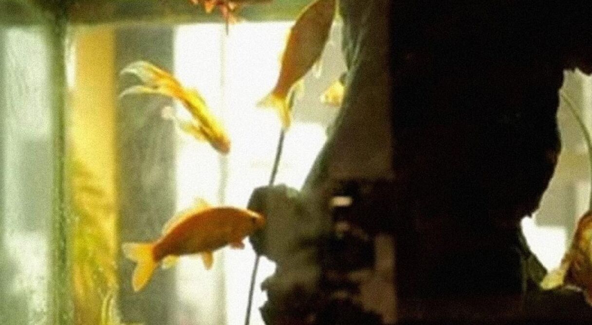 L’Aquarium et la Nation