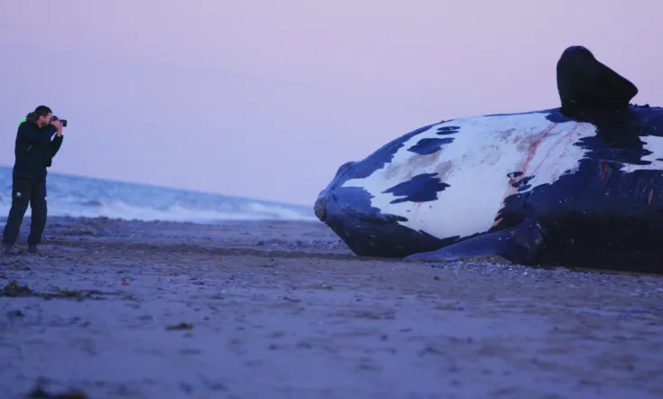 Last Of The Right Whales